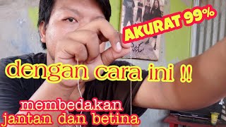 CARA MEMBEDAKAN JANTAN DAN BETINA MASIH PIYIK