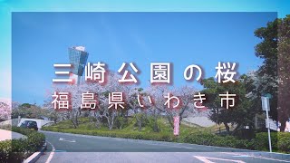 三崎公園の桜[福島県いわき市]