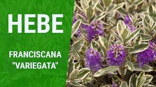 How To Grow Hebe : Franciscana Variegata (Purple Flowering)