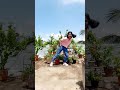 chamkeela chehra 💃 trend trending dance ytshorts yt palakjaju palak jaju