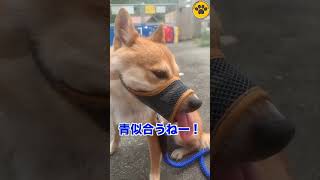 首輪とリードを新調した保護犬 #shorts