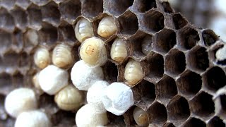 HUGE Yellow Jacket Nest Removal from Attic | Wasp Nest Removal