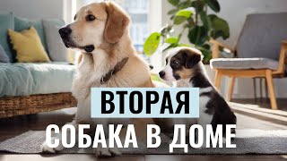 ВТОРАЯ СОБАКА В ДОМЕ: Все ПЛЮСЫ и МИНУСЫ, проблемы в поведении и правила выбора