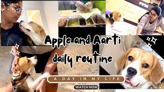 Apple and Aarti daily routine #beagle #beagles #dogfunnyvideos #viralvideo #views #dailyvlog #vlog