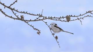 [4K] 雪の妖精シマエナガ　Snow fairy longtailedtit