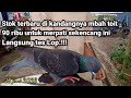 Grebek dan review penjual merpati legendaris Mbah Toit | harga 90 ribu sudah dapat yang jos