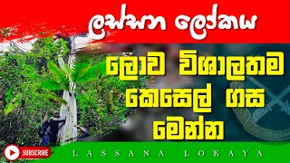 කුඩා ළමයකුටත් වඩා ලොකු කෙසෙල් මෙන්න - lokuma kesel