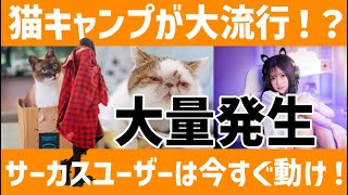 捨て猫大量発生にキャンプ場が悲鳴！とあるブランドが定価の半額以下の大バーゲンセール