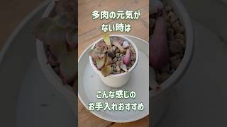 【冬のお手入れ】こんな感じで植え変えます。