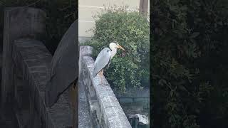 西本願寺に普通にアオサギがおった〜😳#京都観光 ＃西本願寺