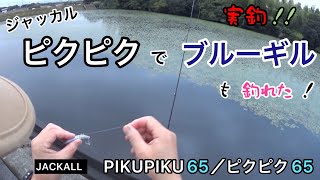 ジャッカル　ピクピク65でブルーギル。『PIKUPIKU 65／ピクピク65』へのバイトシーン‼️実釣動画【トップウォータープラグ・ブラックバス釣り】