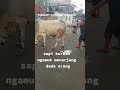 sapi qurban tendang dada orang di jalan!!!#qurban #shorts