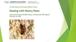 Dealing with Pantry Pests