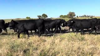 Bred Heifers due to calve Spring 2025