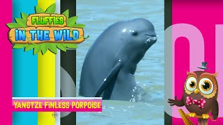 Fluffies in the Wild - Yangtze Finless Porpoise