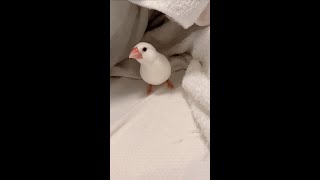 【文鳥警備員】入口を見張る文鳥　マロン【Java sparrow】 #shorts