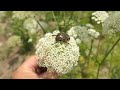 ニンジンの花にやってきた虫たち＠宮城県岩沼市