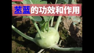 苤蓝的功效和作用？苤蓝咸菜的做法？