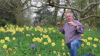 Head Gardener's Favourite - Daffodils