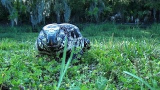 UF/IFAS Research - Invasive Tegu