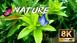 Nature 8K video Ultra HD | Nature Whatsapp Status Full Screen 4K | Beautiful Nature in the World