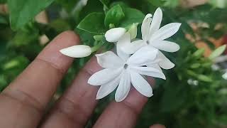 Winter Jasmine plant #beautiful #non scented white beauty at it's bloom