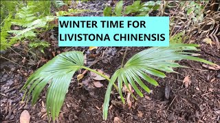 Second winter for the Livistona Chinensis