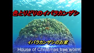 イバラカンザシのお家　House of Christmas tree worm     How many kinds of  Christmas tree worm　are blooming