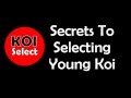 Secrets To Selecting Young Koi