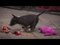 mini bull terriers weshootit puppies from friar s point 2018