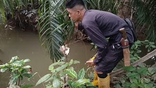 melihat tajur yang terpasang semalaman di sungai kecil yang banyak ikan sidat liar