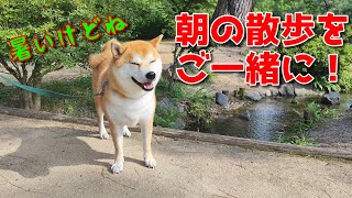 【京の柴犬】あさんぽ！絶対押すなよ！(笑)　太郎の犬モノガタリ第443.5話