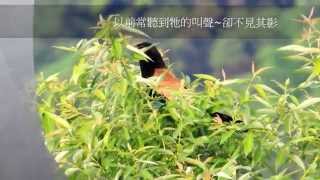 番鵑又在鳴叫了 2015 06 22