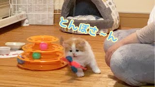 初めてのおもちゃで遊ぶ子猫が可愛すぎます【カシャカシャぶんぶん】