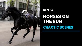 Five military horses throw their riders and charge through London | ABC News