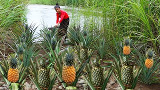 beautiful girl finding pineapple at river  - Eating pineapple eating with chili  - her lifestyle