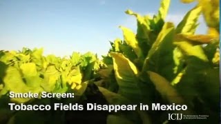 Tobacco Fields Disappear in Mexico