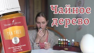 Эфирное масло чайного дерева: свойства и применение