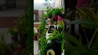 #after long time heard this sound#क्या सुकून है इस आवाज में😍happygardeningpaudhagiri#rain#rainsounds