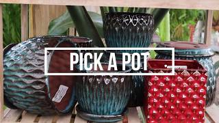 Using a Cachepot for your Plants