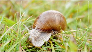 Eine schöne Schnecke kriecht im Rasen umher 🐌 A snail crawling along over the lawn