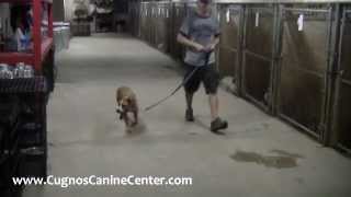 How to Calm an Anxious Dog Afraid of Thunder