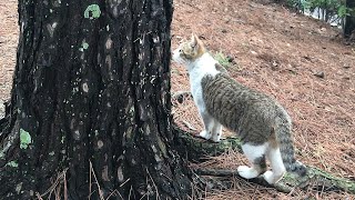 猫の木登りがすごいw かわいい猫動画