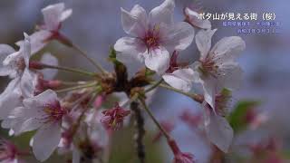 飯塚　ボタ山が見える街（大将陣公園の散り桜）4k2021