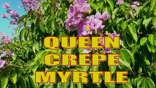 QUEEN CREPE MYRTLES | A SPECTACULAR TREE FOR FLORIDA