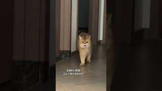 饭后遛个弯儿～ 谁能拒绝傻憨憨的小猫咪 抖音萌宠 金渐层 记录猫咪日常 萌宠出道计划