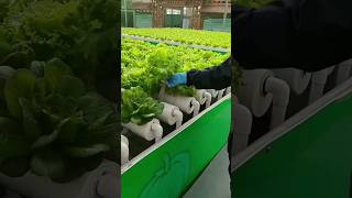 plants growing without soil by hydroponics technique #sciencevideo #science #hydroponics