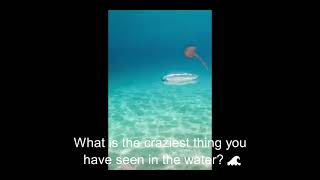 What is the craziest thing you have seen in the water 🌊