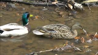 Ducks - not enough water to swim / Enten - zu wenig Wasser zum  schwimmen