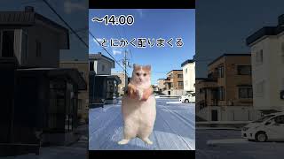 雪の日の配送員、配達員の日常#猫ミーム #猫マニ #猫meme